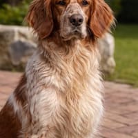 Brigitte 💚 bindungsstark und lieb, Hündin zur Adoption