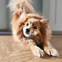 SIMBO - fröhlich und quicklebendig, Hund zur Adoption