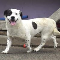 Zuhause gesucht für Louisa, Hündin zur Adoption