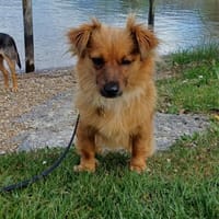 Die süße Tina sucht liebevolles Zuhause, Hündin zur Adoption