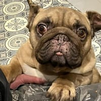 Kuschelbär Balu, Hund zur Adoption