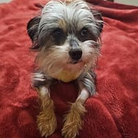 Zauberhafte Lia, Hündin zur Adoption