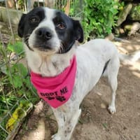 Fröhliche Mila, Hündin zur Adoption