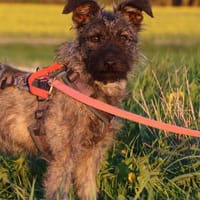 Cleo 7 mon. 35- 40 cm, Hündin zur Adoption