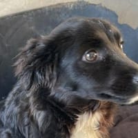 Paula💕kleine, liebe Maus, Hündin zur Adoption