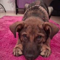 Nano auf Pflegestelle in 29308 Winsen, Hund zur Adoption