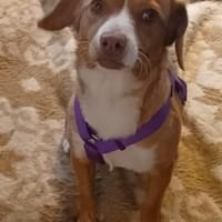 Polpetta 💜 zuckersüß & anhänglich, Hund zur Adoption