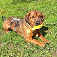 Alejandro ein toller Typ sucht Zuhause, Hund zur Adoption