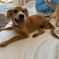 Hope, verspielter Welpe sucht Familie, Hündin zur Adoption