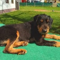 NICO - auf PS in Baden Württemberg, Hund zur Adoption