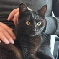 Mia..., Katze zur Adoption