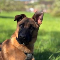 Pumuckel möchte sein Herz verschenken..., Hund zur Adoption