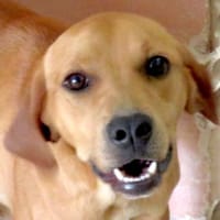 Fletcher (zur Pflege in 45475 Mühlheim), Hund zur Adoption