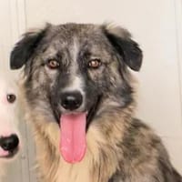 LORENTO -ab Mai auf PS in Recklinghausen, Hund zur Adoption