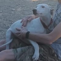 Galgomix Pinto sucht sein Glück, Hund zur Adoption