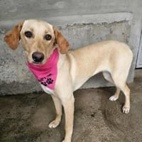 Hübsche Malou, Hündin zur Adoption