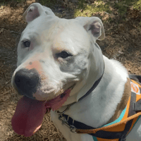 Saiko, chien à adopter