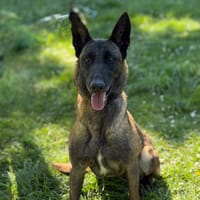 Dakota CAA15124, chienne à adopter