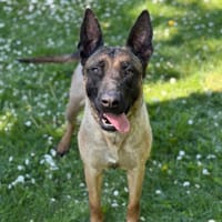 Bella CAA15125, chienne à adopter