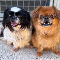 Isis CAA15123, chienne à adopter