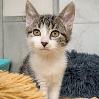 AMORE, chatte à adopter