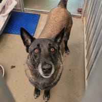 Raya, chienne à adopter