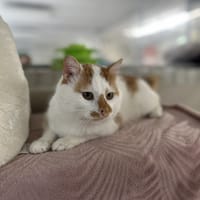 TURBO, chat à adopter
