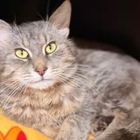 Tooko CAB5451, chat à adopter