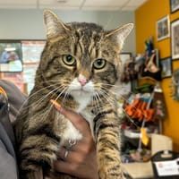 OLI, chat à adopter