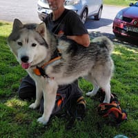 STONE, chien à adopter