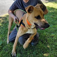 MOWGLI (réservé), chien à adopter