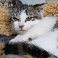 CALIN, chatte à adopter