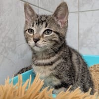 MI AMOR, chatte à adopter
