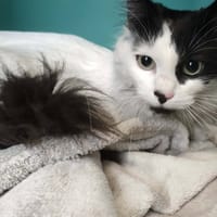 SARABI, chatte à adopter