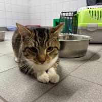 PARIS, chat à adopter