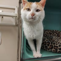 Sekani PAB28699, chat à adopter