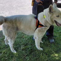 TOM, chien à adopter