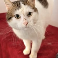 SHADOW, chat à adopter