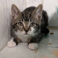 DOUCEUR, chatte à adopter