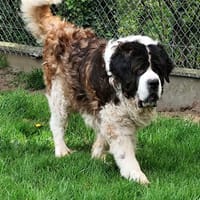 BERNARD, chien à adopter