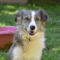 WINDY CHAO, chienne à adopter