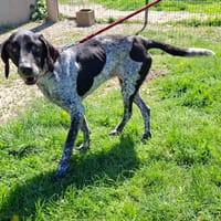 NOUGATIE, chienne à adopter