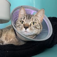 joséphine, chatte à adopter
