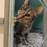 Dior PAB28668, chat à adopter