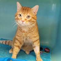 SAMY, chat à adopter