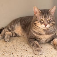 LUFFY, chat à adopter