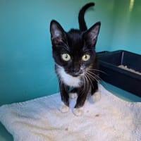 NIVEA, chatte à adopter