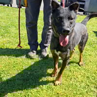 ARY, chien à adopter