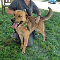 PANOS, chien à adopter