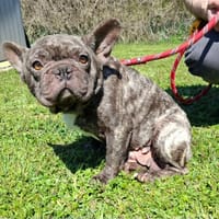 UKI, chienne à adopter